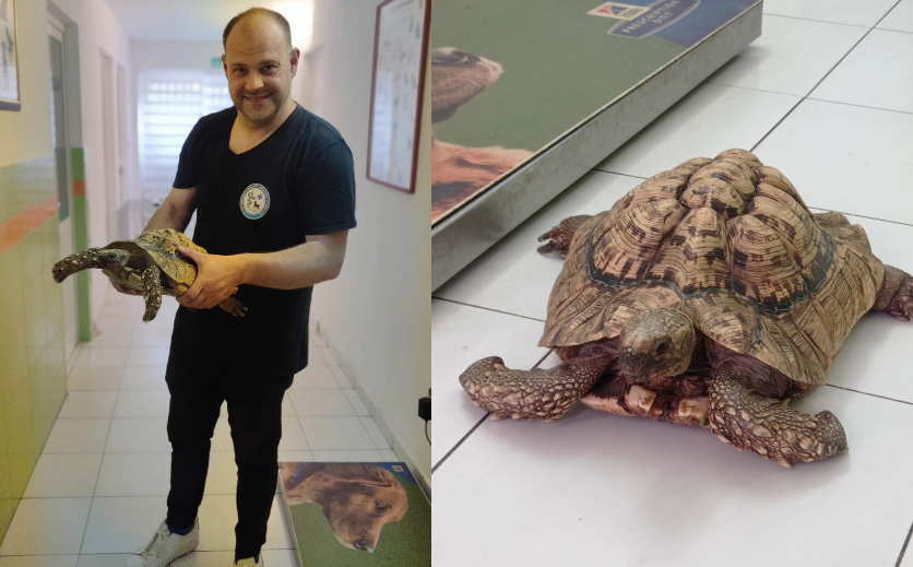 PRILIKOM ŠETNJE U Rovinju pronađena NAJVEĆA europska kornjača, teška više od šest kilograma